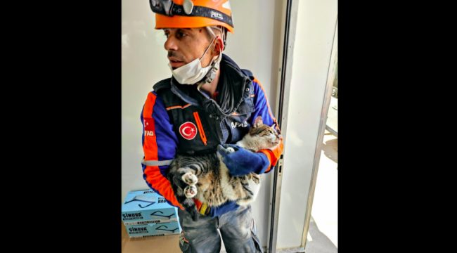 70 SAAT SONRA “KEDİ “MUCİZESİ