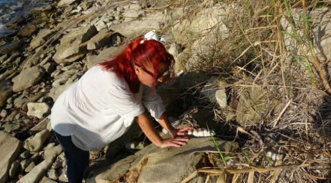 9 milyon yıl öncesine ait mamut fosillerini balıkçılar buldu