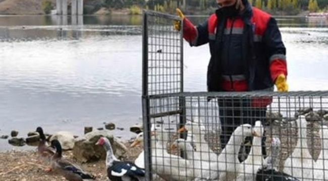 Ankara Büyükşehir Belediyesi yaban hayatını da koruyor