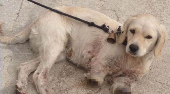 Bacakları kesilmiş halde bulunan köpekle ilgili açıklama