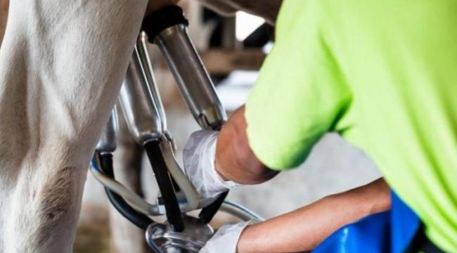 Çiğ süt desteği ödemeleri bugün yapılacak