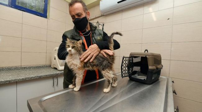 DEPREMZEDE KEDİYİ HALUK LEVENT SAHİPLENDİ