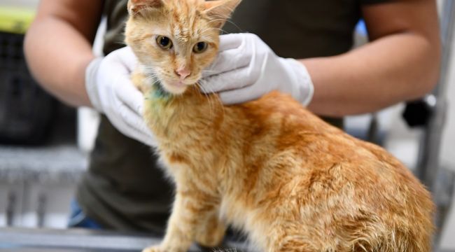 ENKAZDAN ÇIKARILAN KEDİLER TEDAVİ ALTINA ALINDI