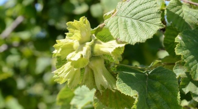 Fındık fiyatları geriledi