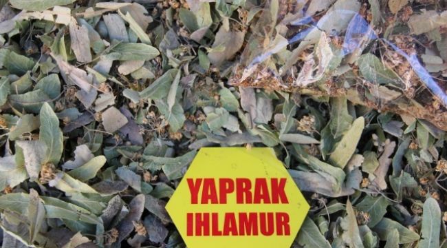 Ihlamurun kilogram fiyatı 200 lirayı buldu