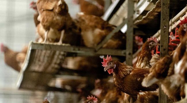 İngiltere'de kuş gribi salgını