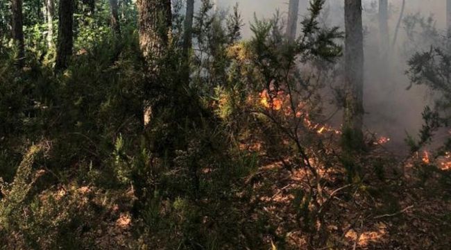 İstanbul'da ormanlık alanda yangın