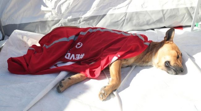 DEPREMİN YORULMAK BİLMEYEN KAHRAMANLARI