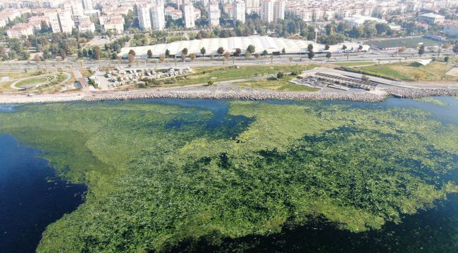 İZMİR SAHİLLERİNE "DENİZ MARULU" İSTİLASI