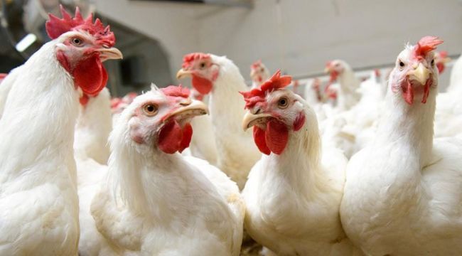 Kuş gribi geri döndü: 330 bin tavuk öldürülecek