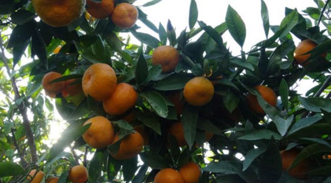 Mandalina, üreticinin yüzünü güldürdü