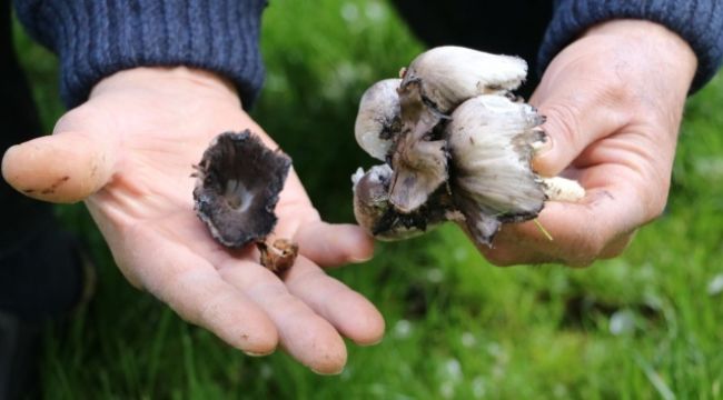 Mantar zehirlenmelerine karşı dikkat