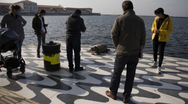 ÖLÜ CARETTA CARETTA SAHİLE VURDU