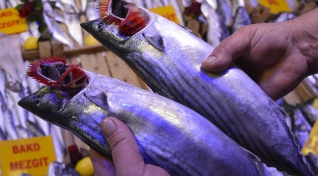 Palamutta bolluk bitti, fiyatı yükseldi