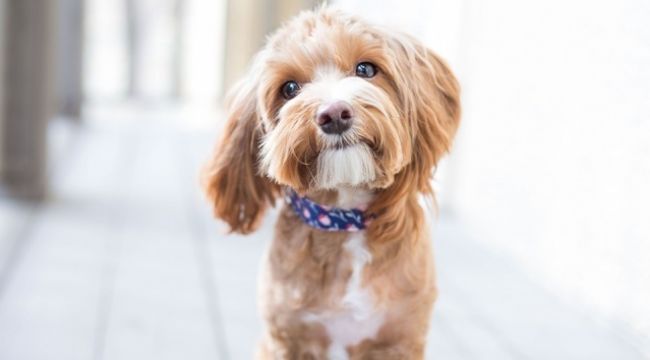 Türkiye'nin yüzde 6'sı köpek sahibi