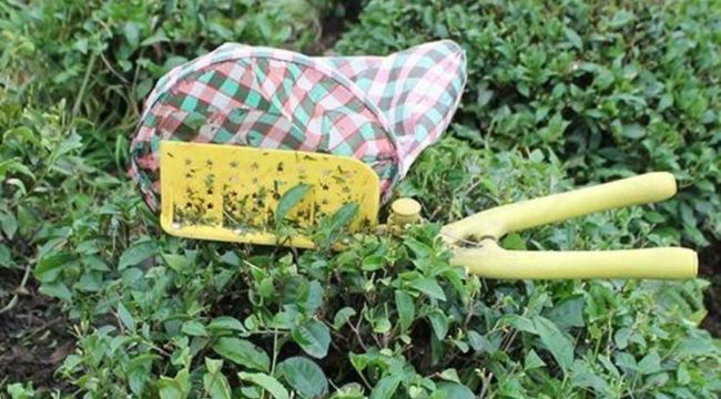 Yaş çay için fark ödemesi 13 kuruş oldu