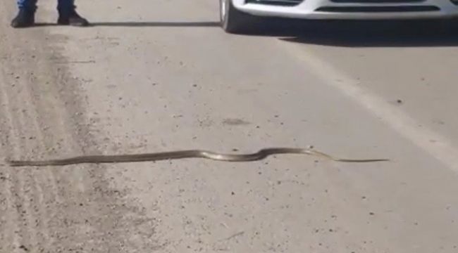 Yılanın ezilmemesi için trafiği durdurdu