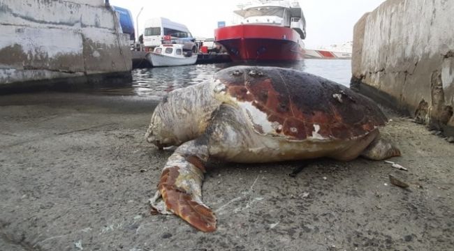 45 yaşındaki caretta caretta kıyıya vurdu