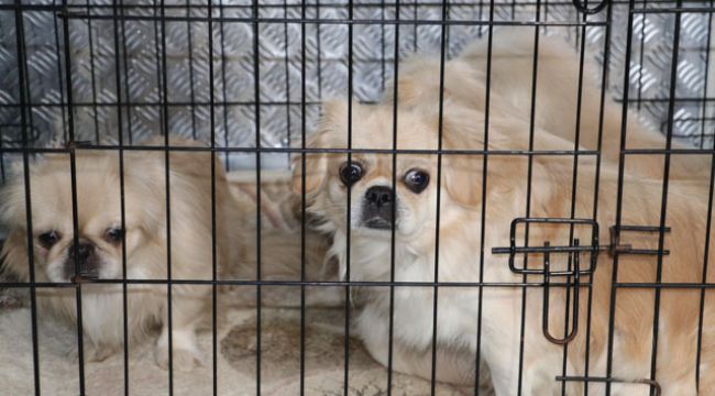 Ankara'da apartmanda ikinci köpek operasyonu