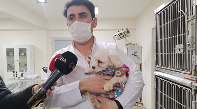 Ankara'da el konulan 77 köpek kurayla sahiplendirilecek