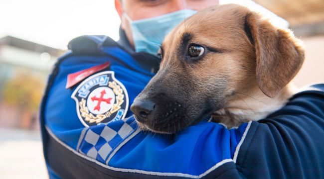 ARACIN ÇARPTIĞI YAVRU KÖPEĞİ ZABITA SAHİPLENDİ