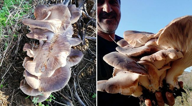 5 kilo 624 gram ağırlığındaki mantar görenleri şaşırttı
