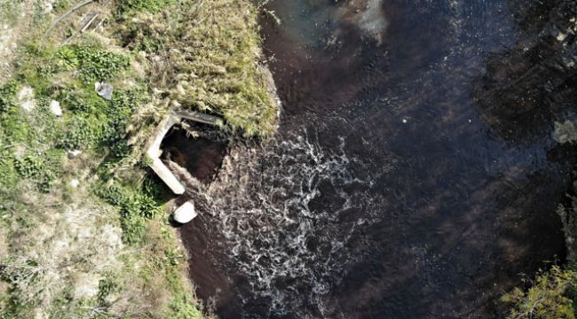 Bursa'da derelere zehir salınıyor