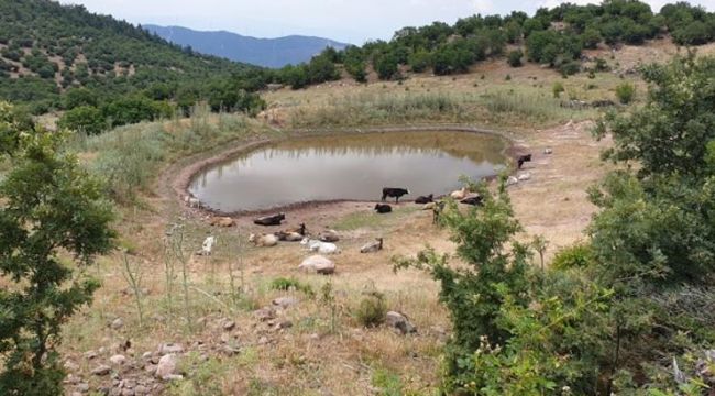 BÜYÜKŞEHİR'DEN 10 YENİ HAYVAN İÇME SUYU GÖLETİ