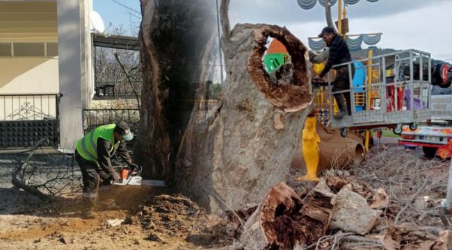 BÜYÜKŞEHİR’DEN ANIT AĞAÇLARA GENÇLİK AŞISI
