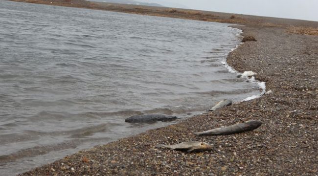 Çanakkale'de korkutan balık ölümleri