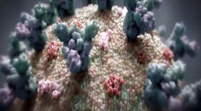 Covid-19'un yeni mutasyonu Japonya'da doğrulandı