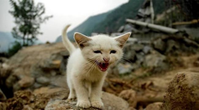 DEPREMZEDE KEDİLER AHBAP'IN ÇİFTLİĞİNE EMANET