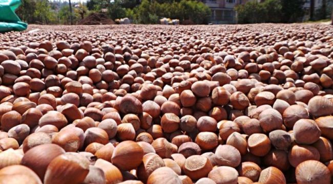 Fındık alım süresi uzatıldı