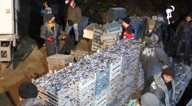 Hamsi bolluğu fiyatları düşürdü