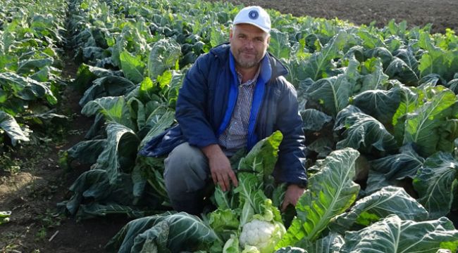 Karnabahar fiyatları korona virüsle uçuşa geçti