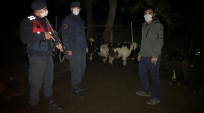 Kaybolan 30 küçükbaş hayvan sahibine teslim edildi