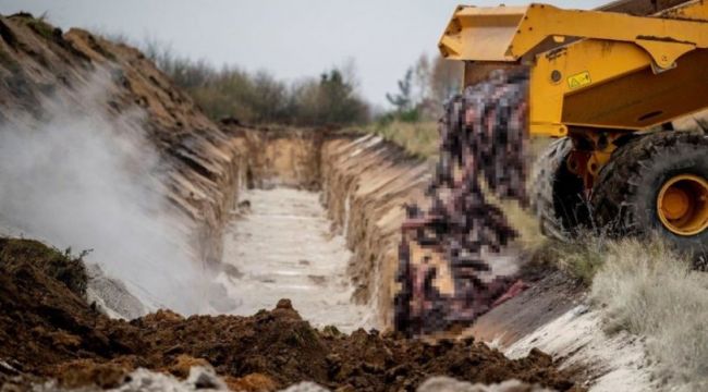 Koronavirüs endişesiyle milyonlarca vizon katledilmişti!