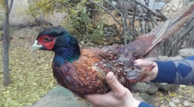 Nesli tükenmekte olan sülün kuşu Bitlis'te görüntülendi