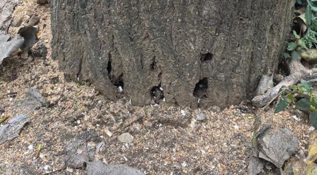 Ömrünü dolduran kavak ağaçları kesildi