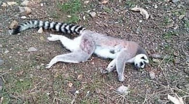 ORMANLIK ALANDA ÖLÜ LEMUR BULUNDU