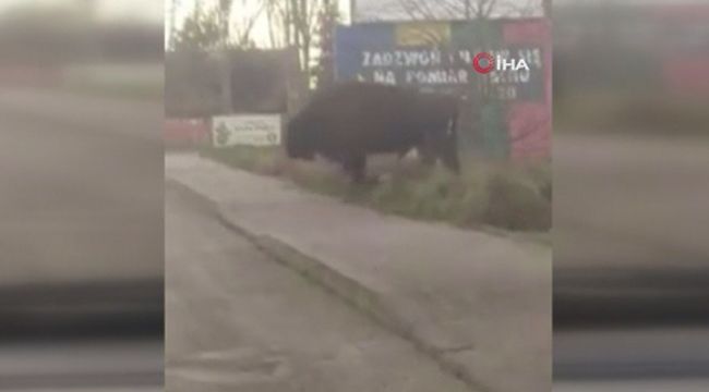 Polonya'da bizonlardan trafik dersi