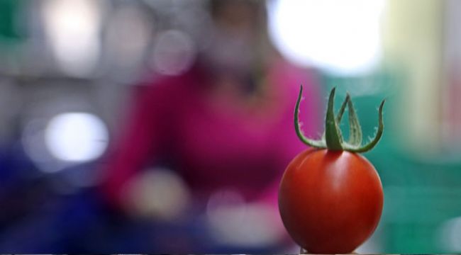 Rusya domates ve biber ihracatını durdurdu, ihracatçı tepkili