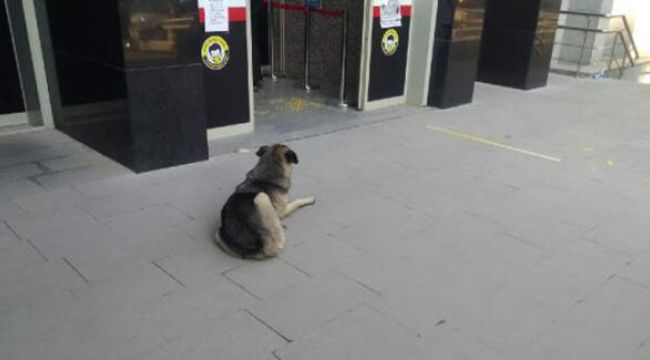 Sahibini bekleyen köpek, adliye kapısından ayrılmadı