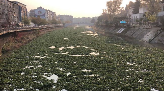 Su sümbülleri, Asi Nehri'ni kapladı