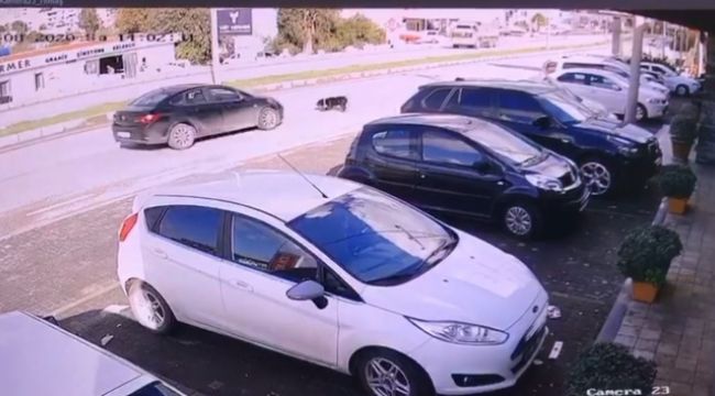 Sürücü, köpeği ezip yoluna devam etti