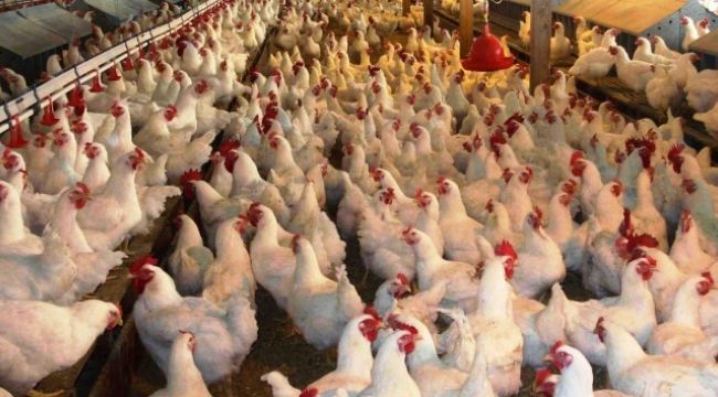 Tavuk eti üretimi Ekim ayında azaldı