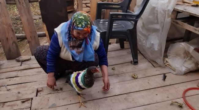 Tavukları üşümesin diye kazak ördü
