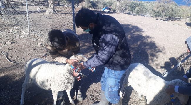 TEK TIRNAKLI HAYVANLARA ÇİPLİ TAKİP