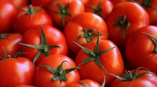 Türkiye'nin domates ihracatı 280 milyon dolara ulaştı