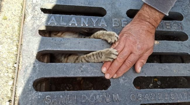 Yağmur suyu mazgalına sıkışan yavru kedi kurtarıldı
